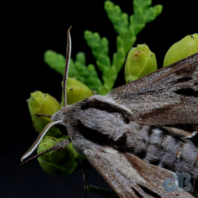 Pine Hawk-moth