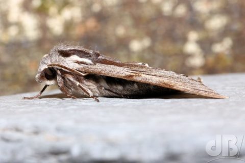 Pine Hawk-moth from the side