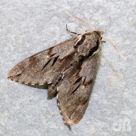 Pine Hawk-moth from above