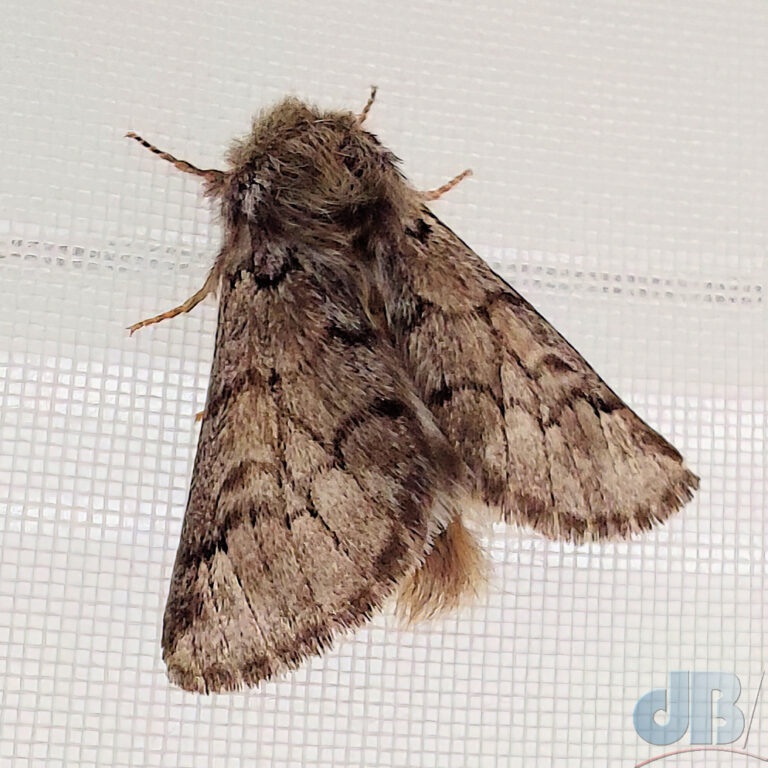 pine-processionary-moth