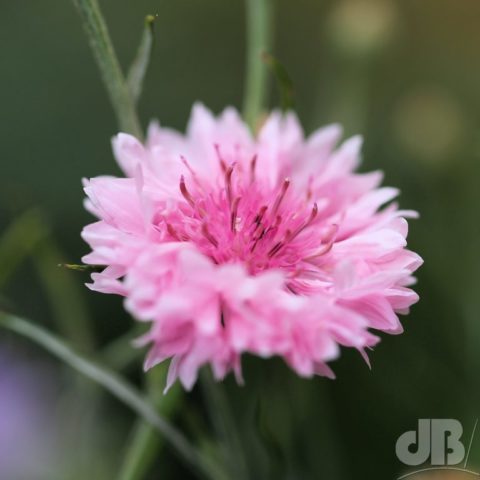 Pink cornflower, Centaurea cyanus