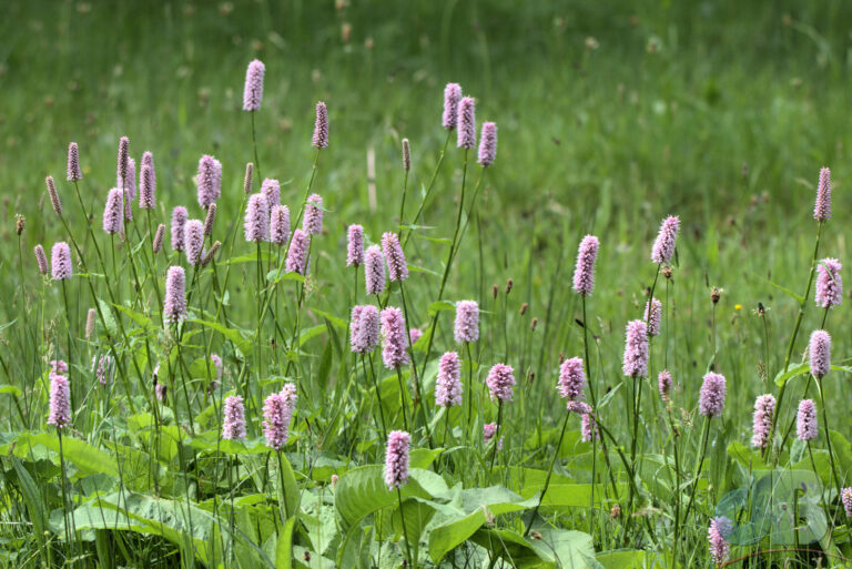 Lots of Bistorta officinalis at NT Plas Newydd