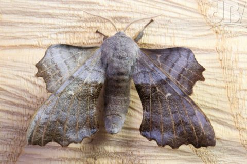 Hawk Moth: Mysterious Pollinator of the Night