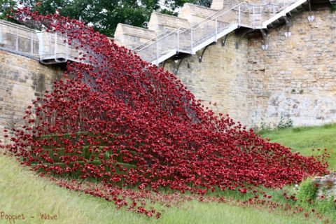 Poppies Wave 2