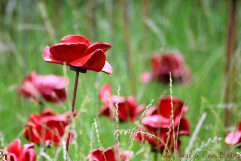Poppies Wave 4