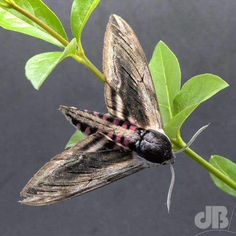Privet Hawk-moth on privet stem