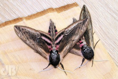 Two Privet Hawk-moths, drawn to actinic light trap