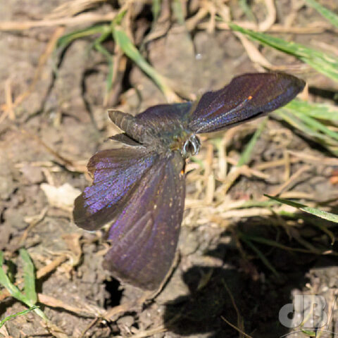 Purple Hairstreak