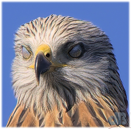 Nictitating membranes, Red Kite