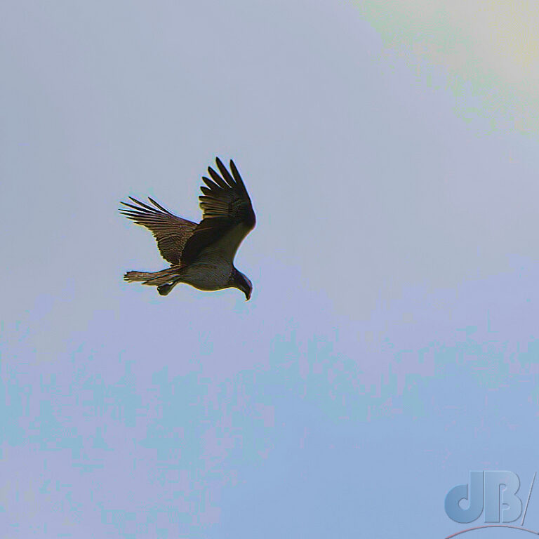 Osprey, record shot