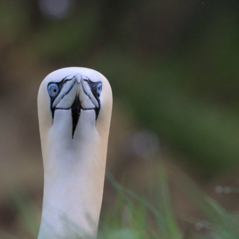 Gannet stare