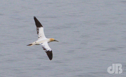 Piano-winged 4-year old Gannet