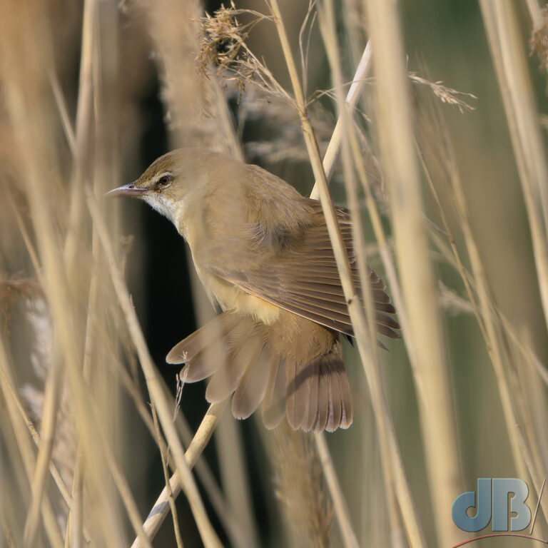 Great Reed Warbler