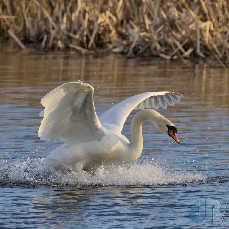 Mute Swan landing on a lake. Photo shot at 1/16000s and because of that the camera pushed the ISO up to 6400 to compensate. This has been denoised and sharpened with DxO PureRaw4 and then levels and other such matters adjusted slightly for the final image.
