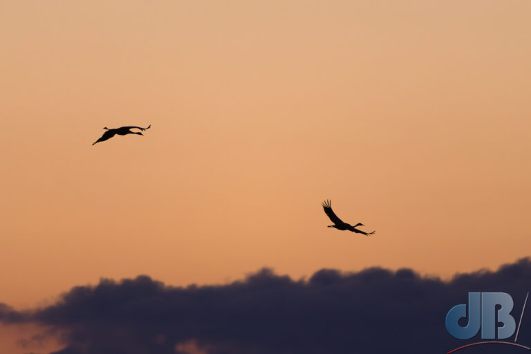 A pair of Cranes coming in to roost