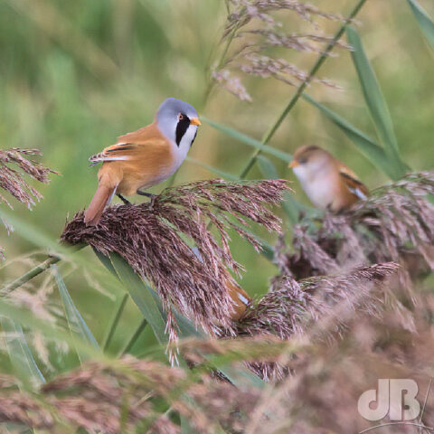 Bearded Reedlings