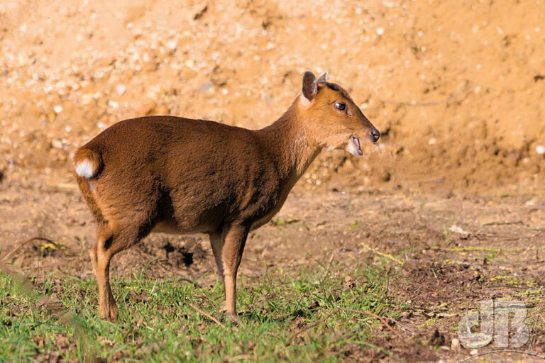 Reeves' Muntjac Deer