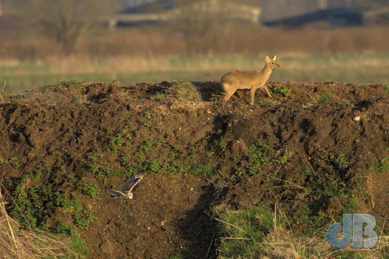 Short-eared Owl "chasing" a Chinese Water Deer