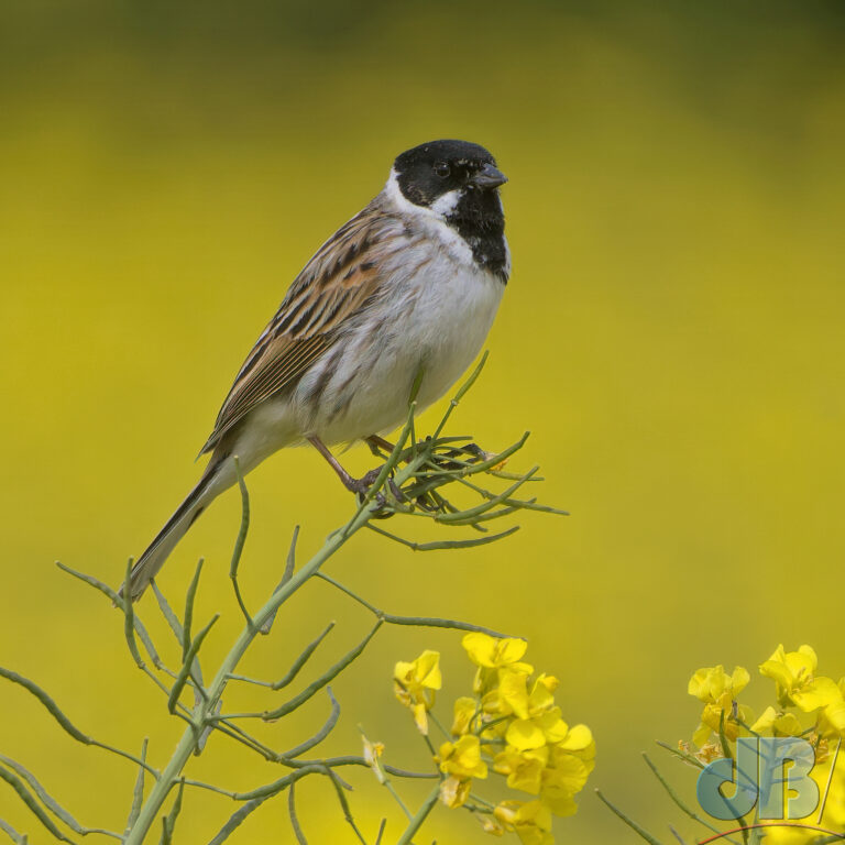 Male Reed Bunting, Emberiza schoeniclus, RSPB Ouse Fen, perched on Rape, Brassica napus (AKA "canola" in the US).