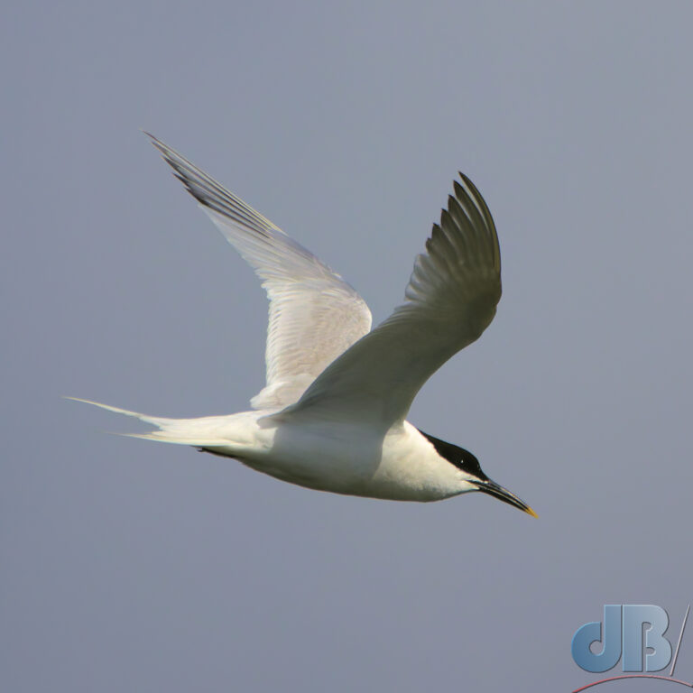 Sandwich Tern in flight over Brownshill Staunch