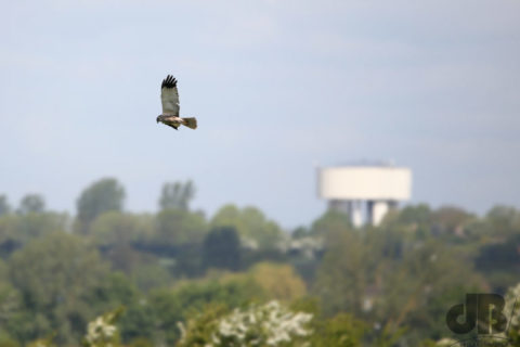 Ouse Fen