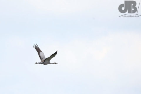 Ouse Fen