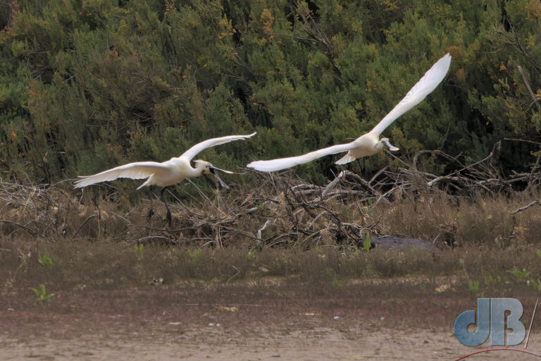 Spoonbill chase
