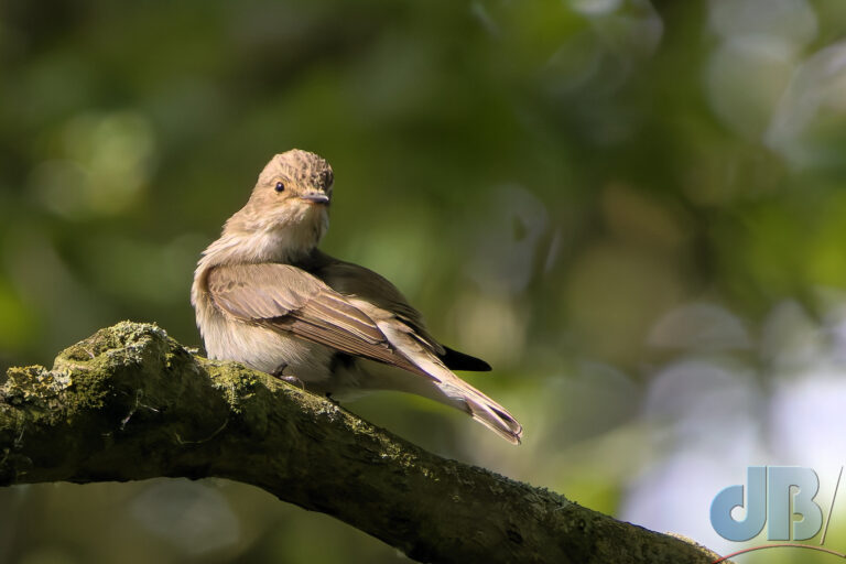 Spotted Flycatcher on a branch in dappled sunlight looking at the camera