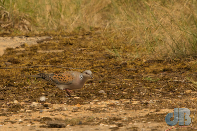 One of two Turtle Doves feeding silently at RSPB Titchwell