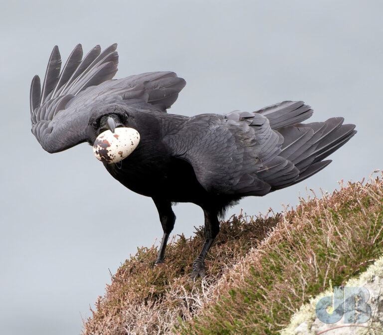 Egg-stealing Raven