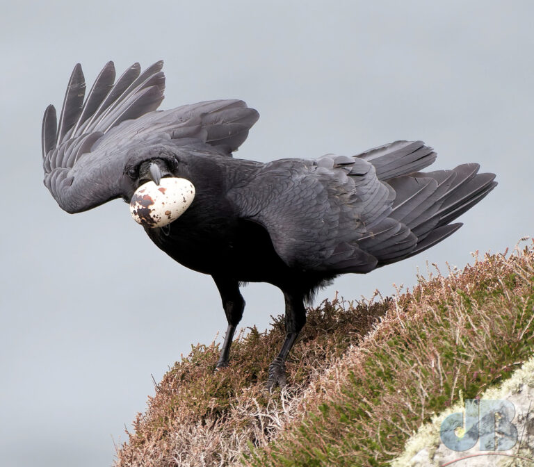 Raven with Kittiwake egg, RSPB South Stack