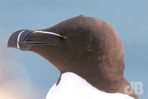 Razorbill