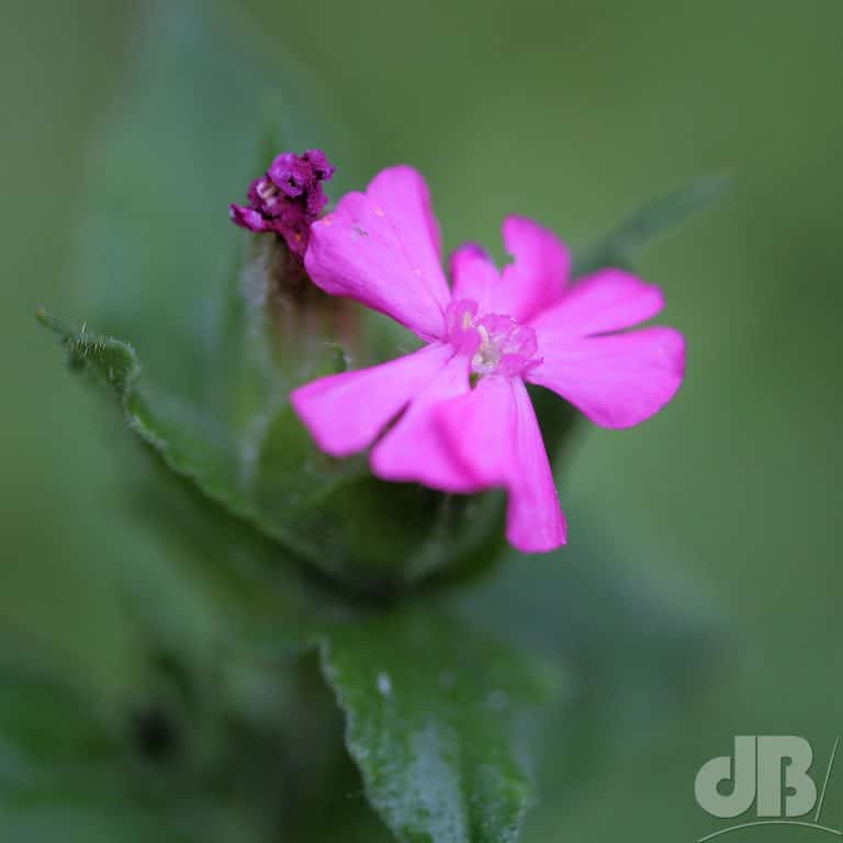 Red Campion, Silene dioica