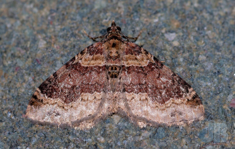 Red/Dark-barred Twin-spot Carpet, or Xanthorhoe sp.