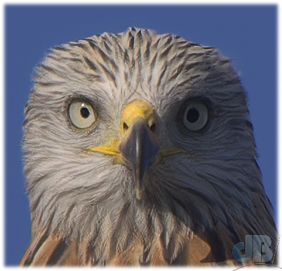 Closeup of Red Kite showing pupils differently dilated