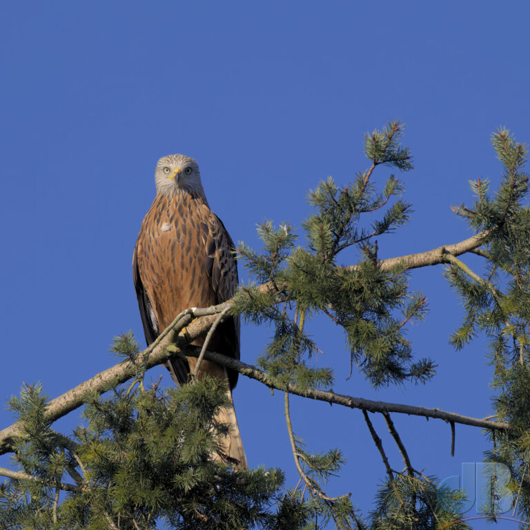 Red Kite staring at me from its perch atop a conifer. Bird to camera distance about 50 metres