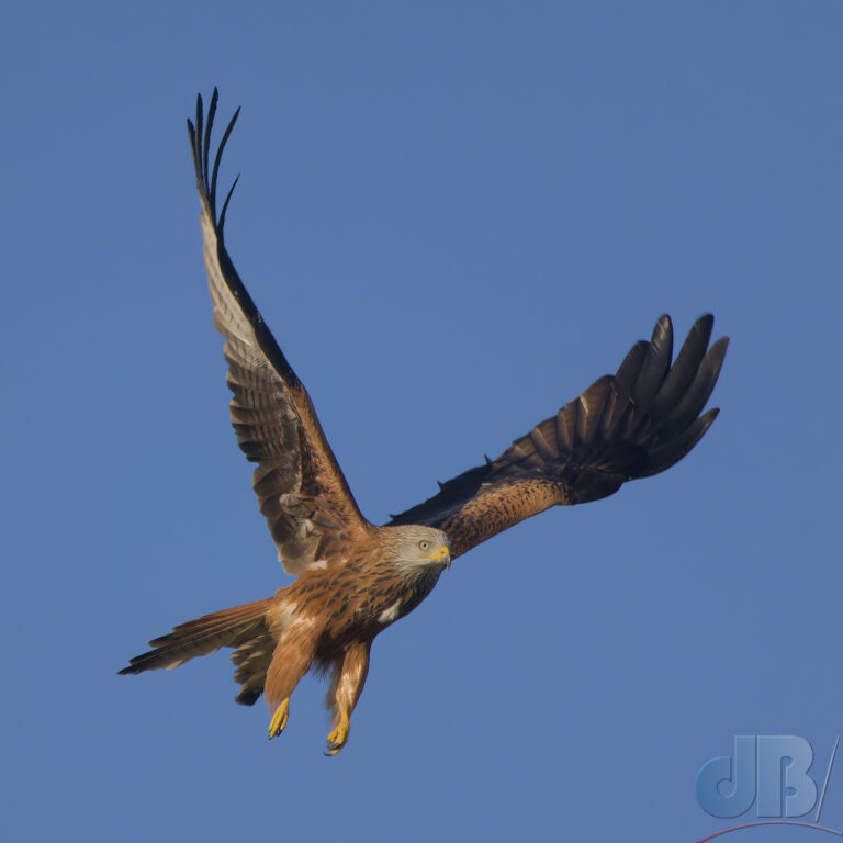 Red Kite taking flight