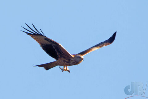 Red Kite with fishy prize