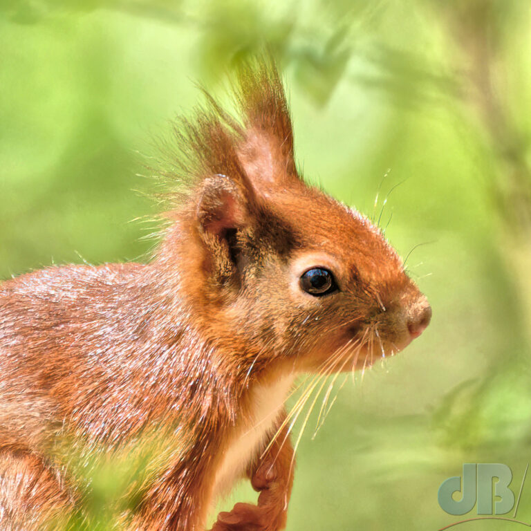 Red Squirrel, Llyn Parc Mawr