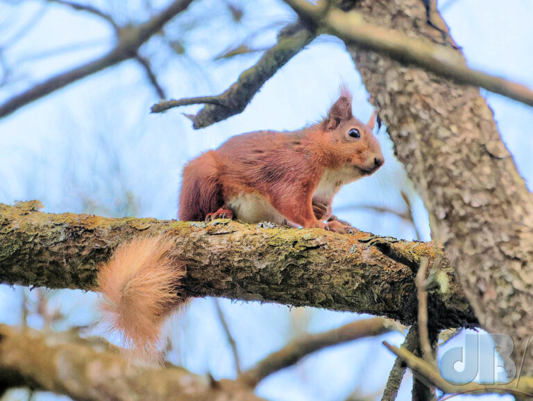 Red Squirrel up a tree, Llyn Parc Mawr
