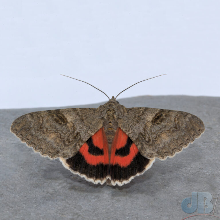 Red Underwing moth, Catocala nupta