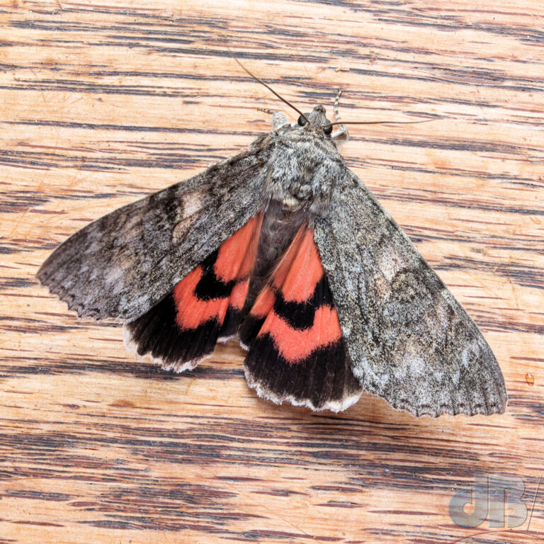 Red Underwing that had been by the kitchen door