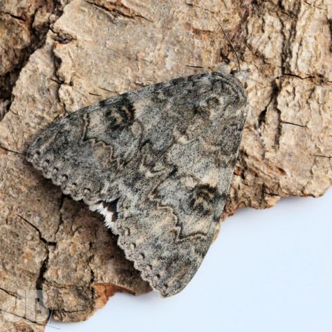 Red Underwing Catocala nupta (Linnaeus, 1767)