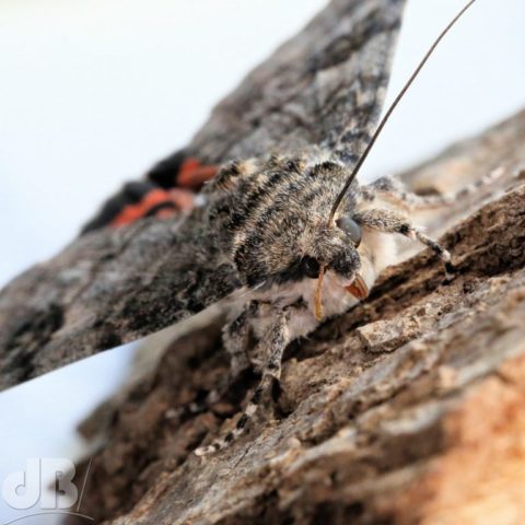 Red Underwing Catocala nupta (Linnaeus, 1767)