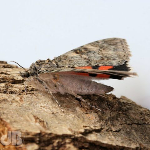 Side view Red Underwing Catocala nupta (Linnaeus, 1767)