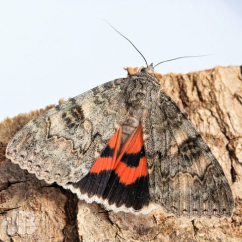 Red Underwing, Catocala nupta