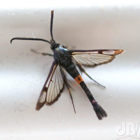 Red-belted Clearwing