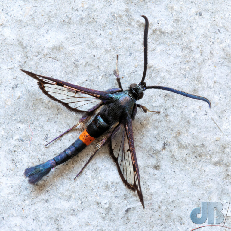 Red-belted Clearwing