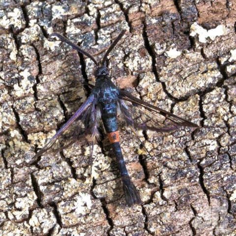 Red-belted Clearwing