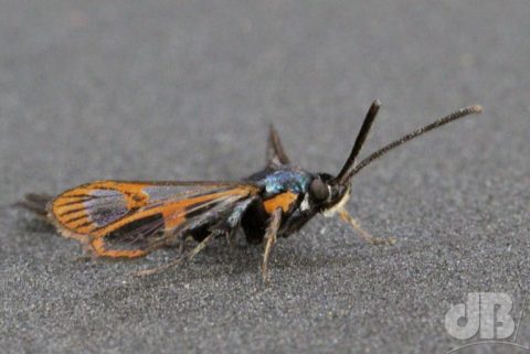 Red-belted Clearwing